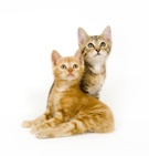 photo of two cats