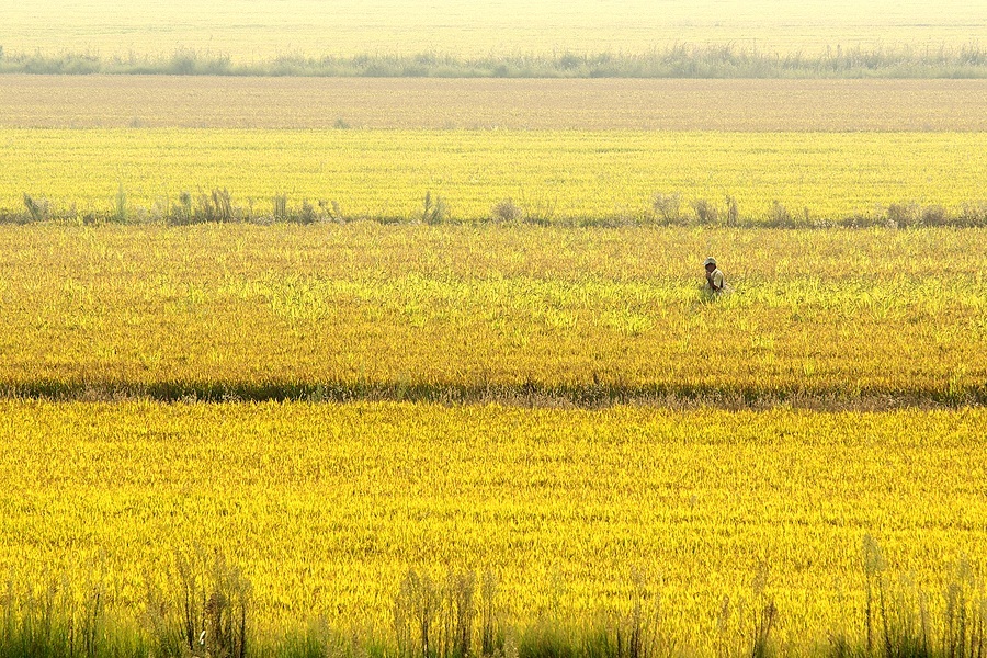 Photo_of_a_rice_field