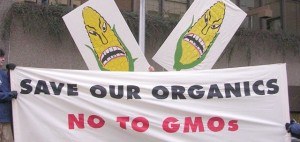 USDA Offers the Biotech Industry Blanket Immunity for Contaminating Organic Crops