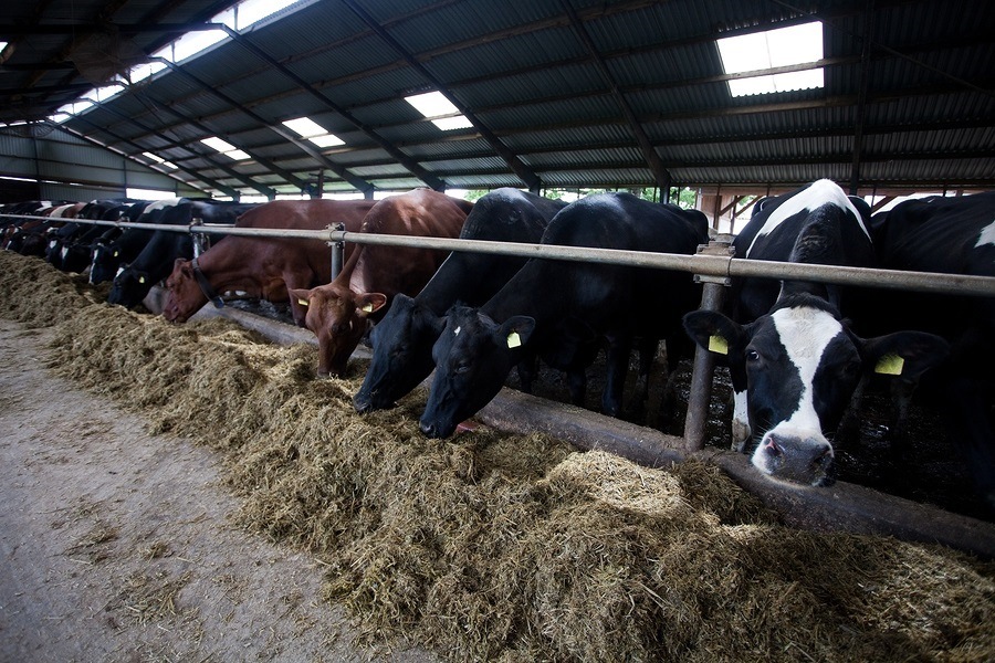 cows-feeding-in-large-cowshed