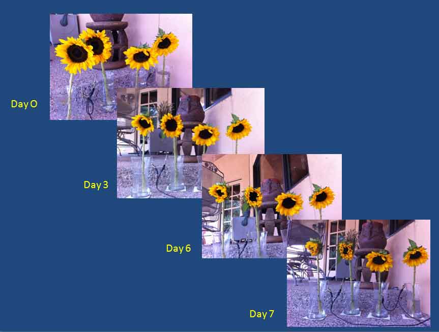 310-sunflower-experiment-02