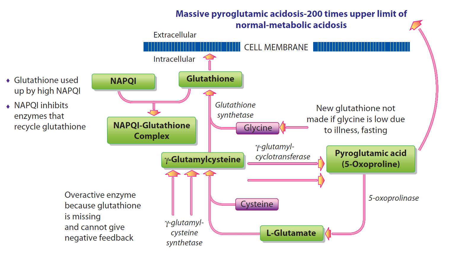 Metabolism-of-GSH-after-exposure_lg