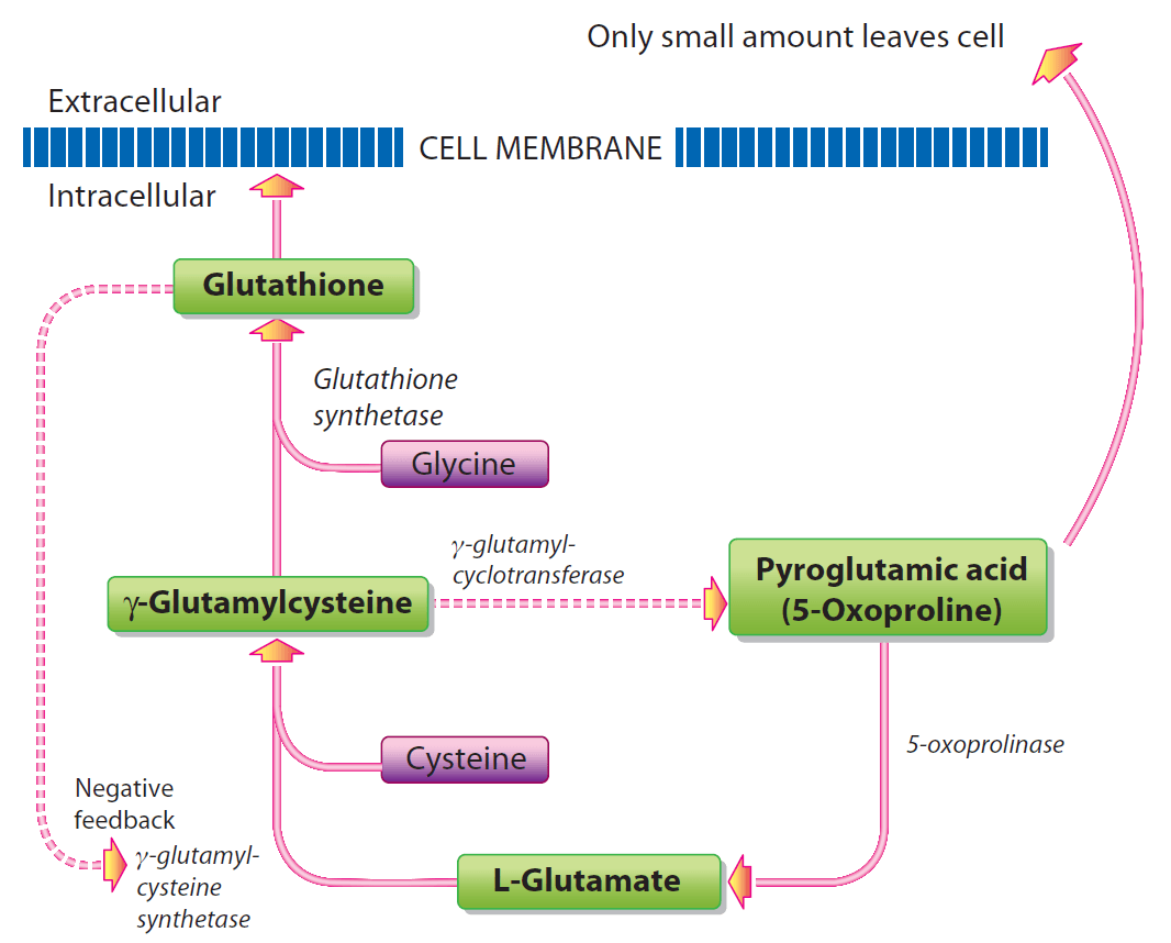 Metabolism-of-GSH-in-the-absence_lg