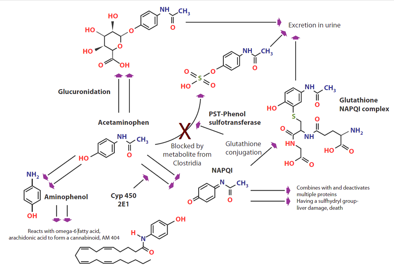 Metabolism-of-acetaminophen-(paracetamol)