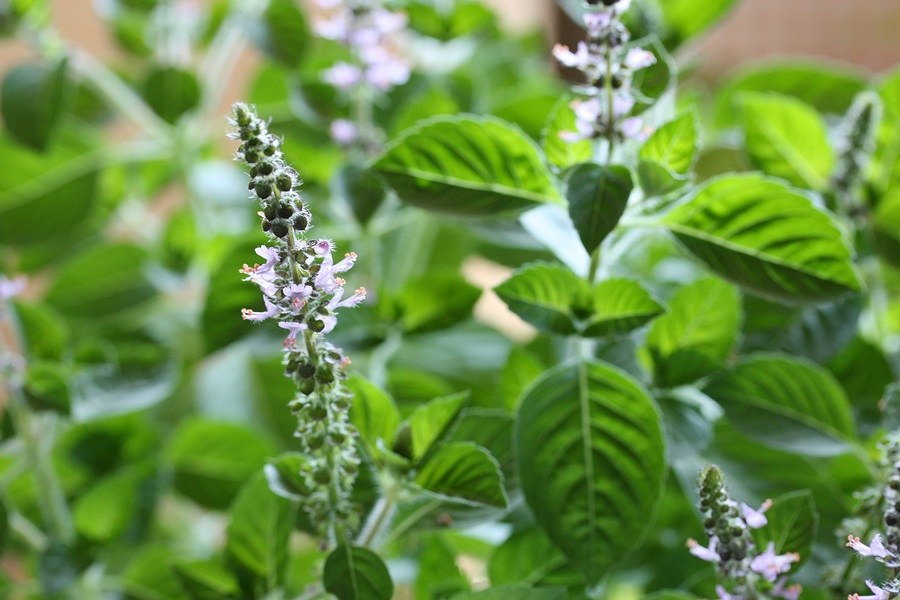 The Ultimate Herbal Traveling Companion Tulsi First Aid In A Teacup