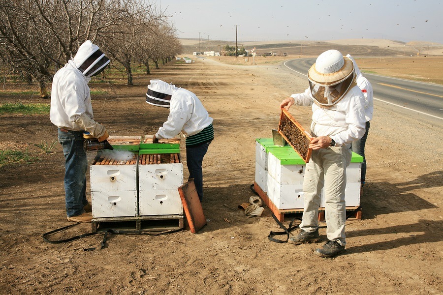 Genuine Unidentifiable Bee Keepers inspect their Bee Hives and t