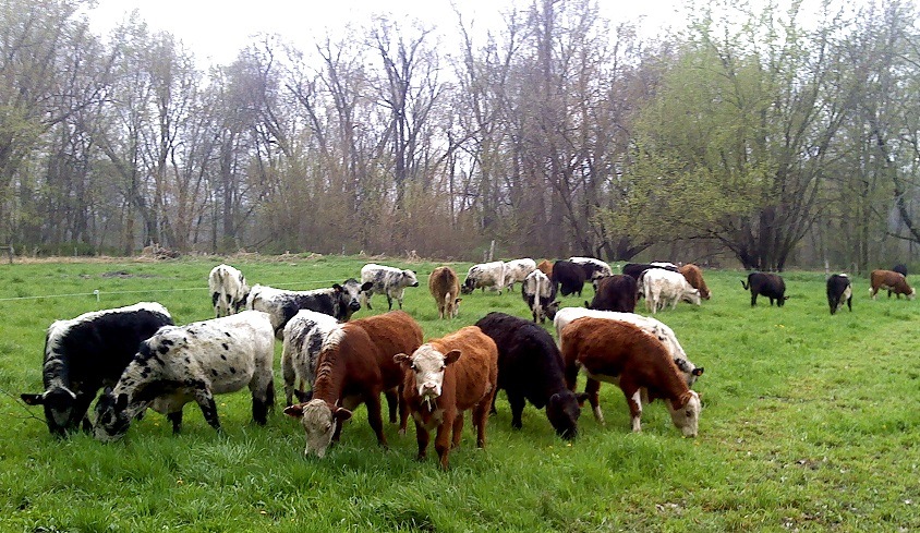 Cattle-New-Grass