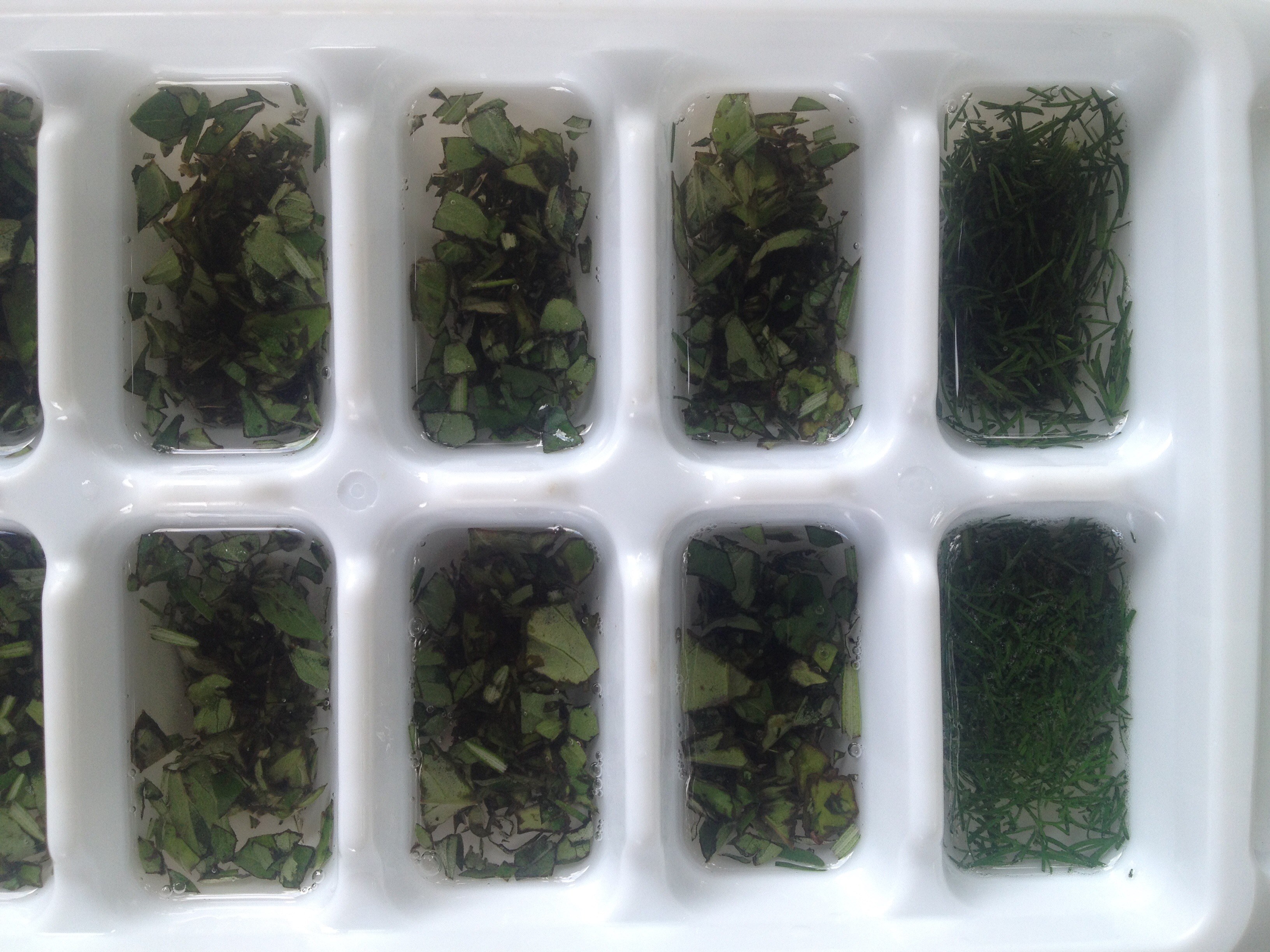 Ready to Freeze Fresh Herbs in Coconut Oil