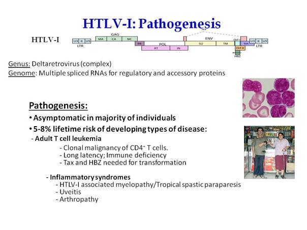 HTLV-I-Pathogenesis