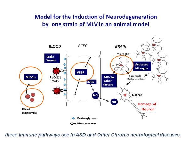 model-for-induction-neurodegeneration