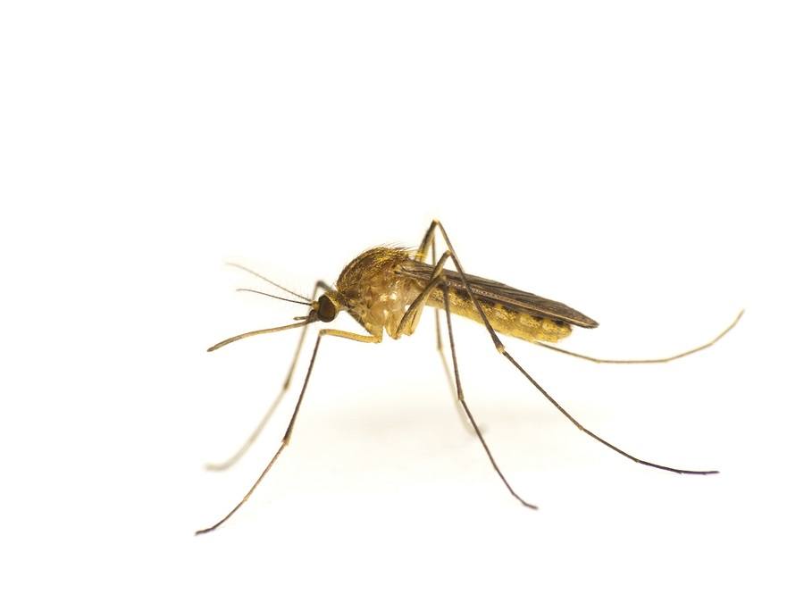 Mosquito isolated on white background-close up shot