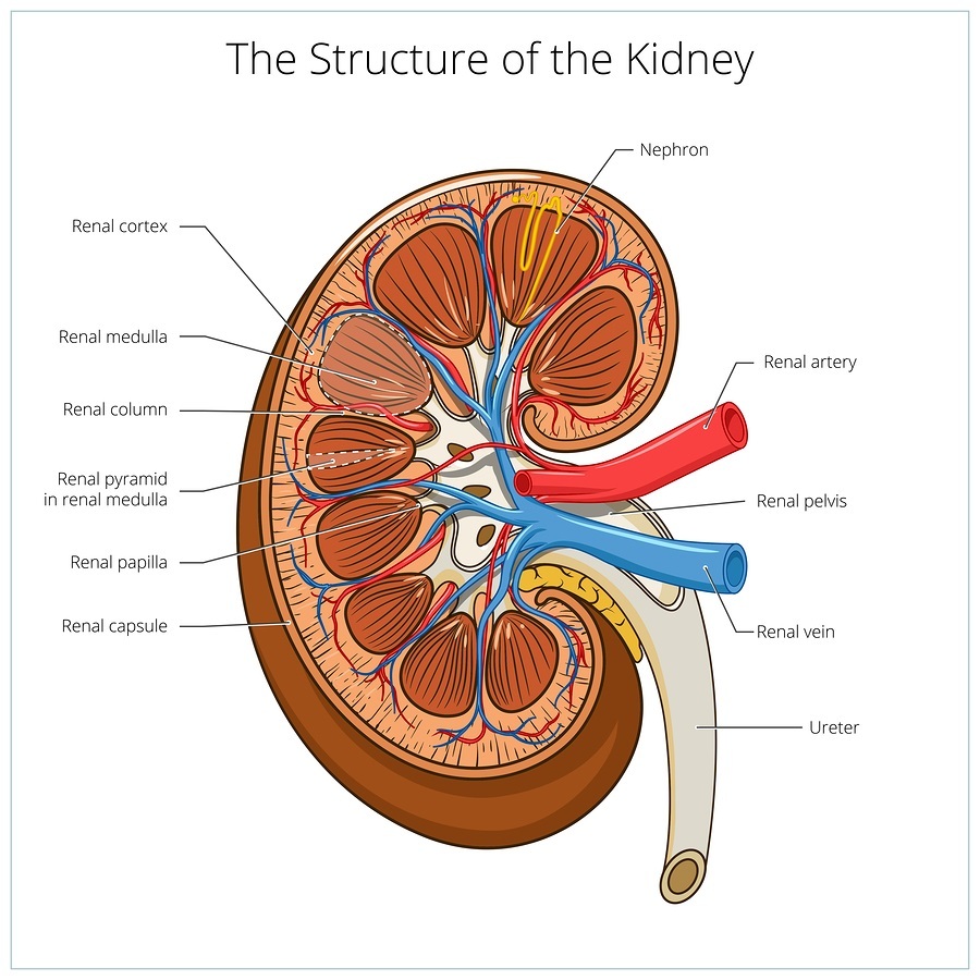 kidneys-anatomy-function-health-and-conditions-2023