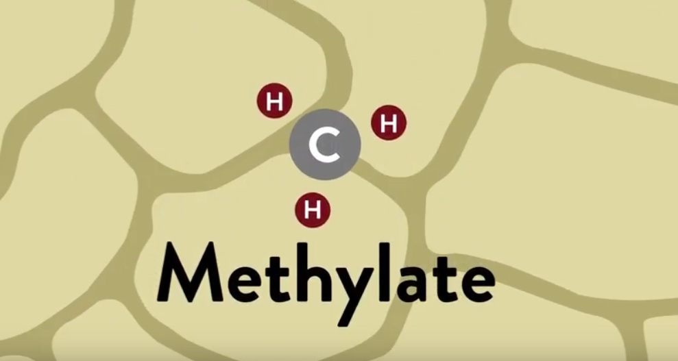 methylate