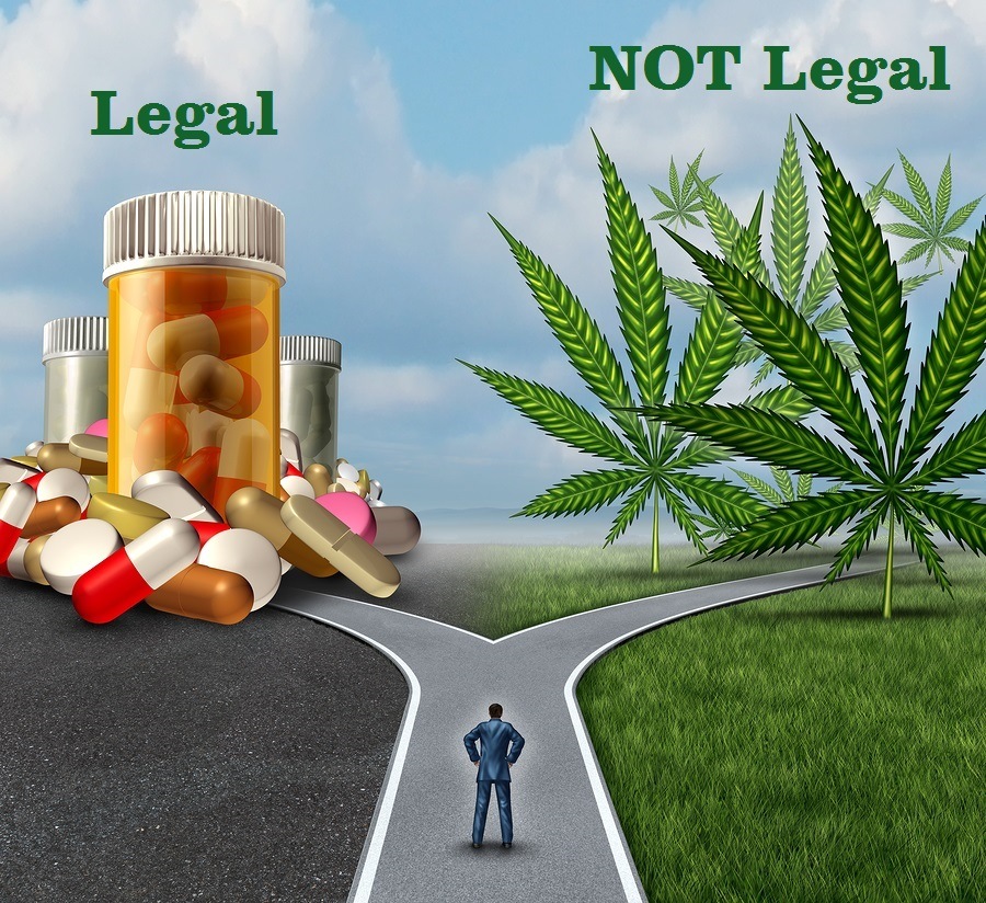Marijuana medical choice dilemma health care concept as a person standing in front of two paths with one offering pharmaceutical drugs and the other option with cannabis.