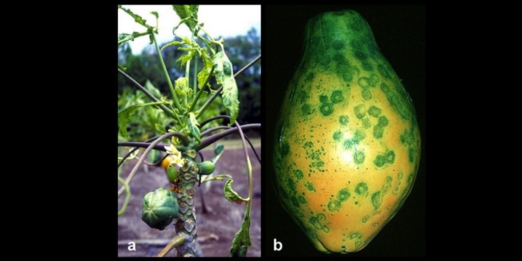 Virus Resistant GMO Papaya Fails as New Lineage of the Virus Develops