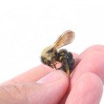 Dead Honeybee