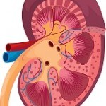 illustration of kidney 150x150 A Low Carb High Fat Diet with an 80 Year History of Curing Epilepsy: Could it Cure Other Diseases?