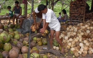photo by Brian Shilhavy of two men dehusking coconuts