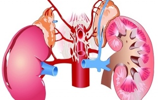 Image of kidneys and adrenal glands
