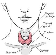 thyroid