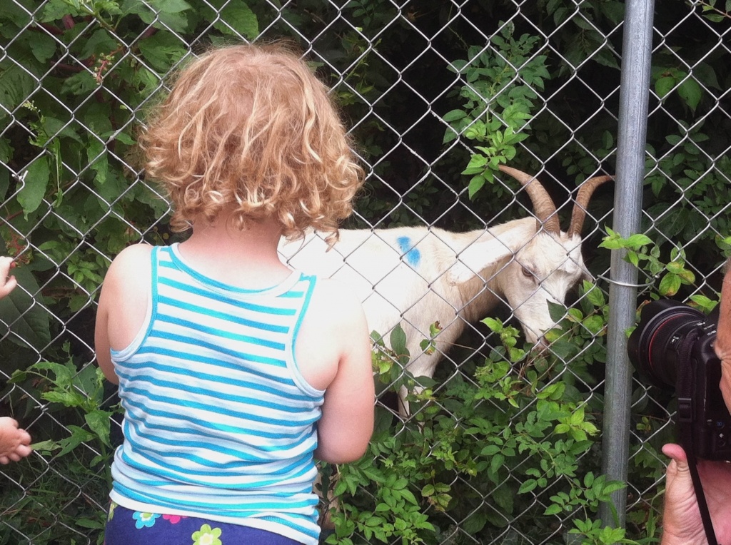 child-goat-DC