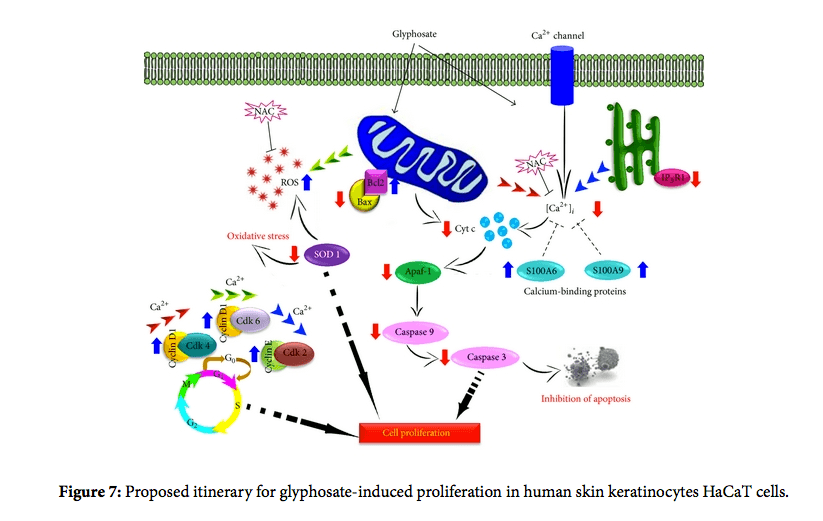 glyphosate_proliferation
