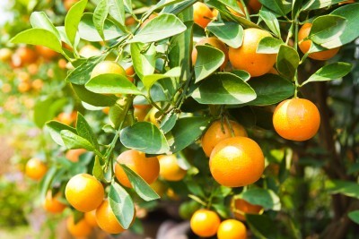medicinal_properties_of_oranges(1)