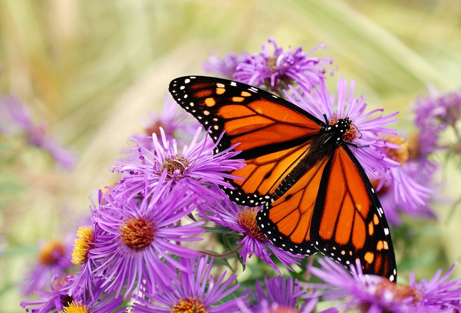 Monarch Butterfly Numbers Drop to Lowest Level Since Records Started ...