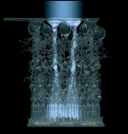 The elegant fibre-optic Mueller cells of the vertebrate eye