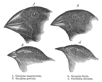 Darwin’s finches, which are just varieties/species within a created kind, give no support to microbes to man evolution.