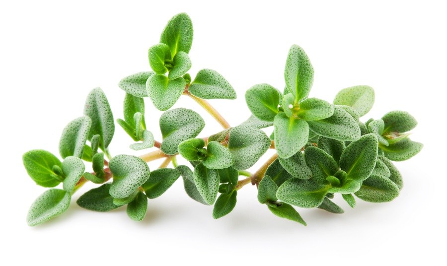 Thyme   Thyme Leaves 