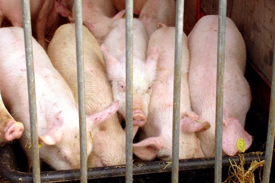 confined pigs photo