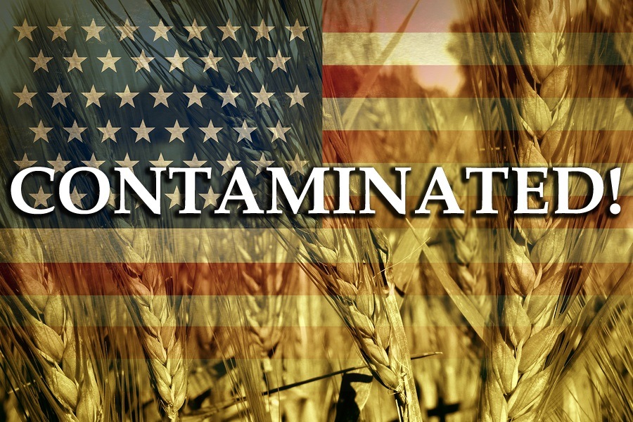 Breakthrough in explosive lawsuit against Monsanto Contaminated_wheat_grain