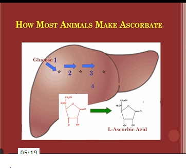 How animals make ascorbate