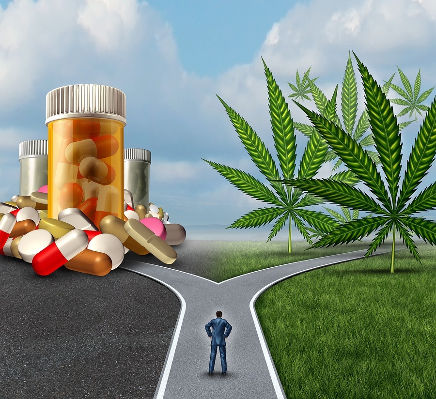 Marijuana medical choice dilemma health care concept as a person standing in front of two paths with one offering traditional medicine and the other option with cannabis.
