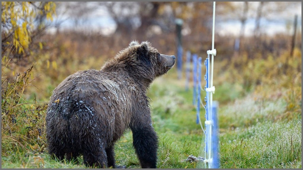 5.-Bear-Shock-1-1024x576