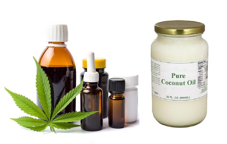 Marijuana plant and cannabis oil bottles with coconut oil isolated