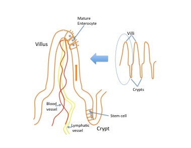 2017-8-15-GMO-Villi