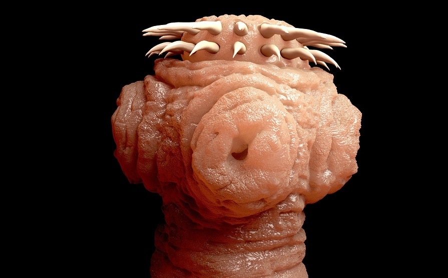 Tapeworms are a species of parasitic flatworms. They live in the digestive tracts of vertebrates. The scolex (head) attachess to the intestine of the host, the hooks and suckers aid in the attachment.