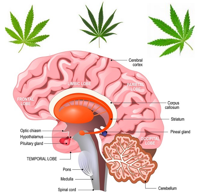 detailed anatomy of the human brain. Illustration showing the medulla pons cerebellum hypothalamus thalamus midbrain. Sagittal view of the brain. Isolated on a white background.