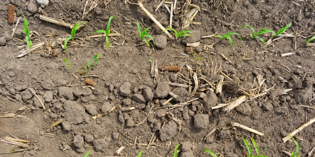 No-dig-corn-production-1200x600