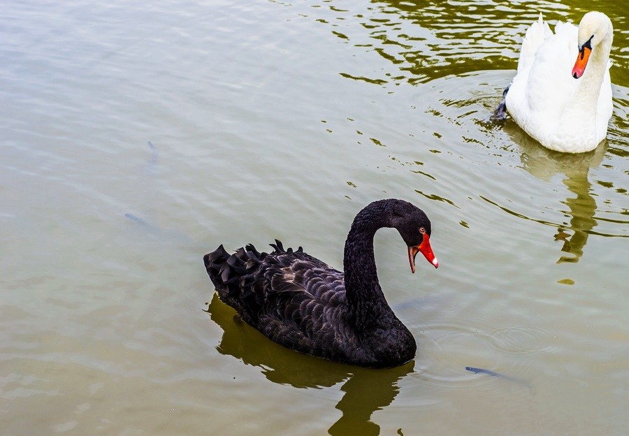 Black and white Swan (Cygnus atratus) floating on water ponds. 