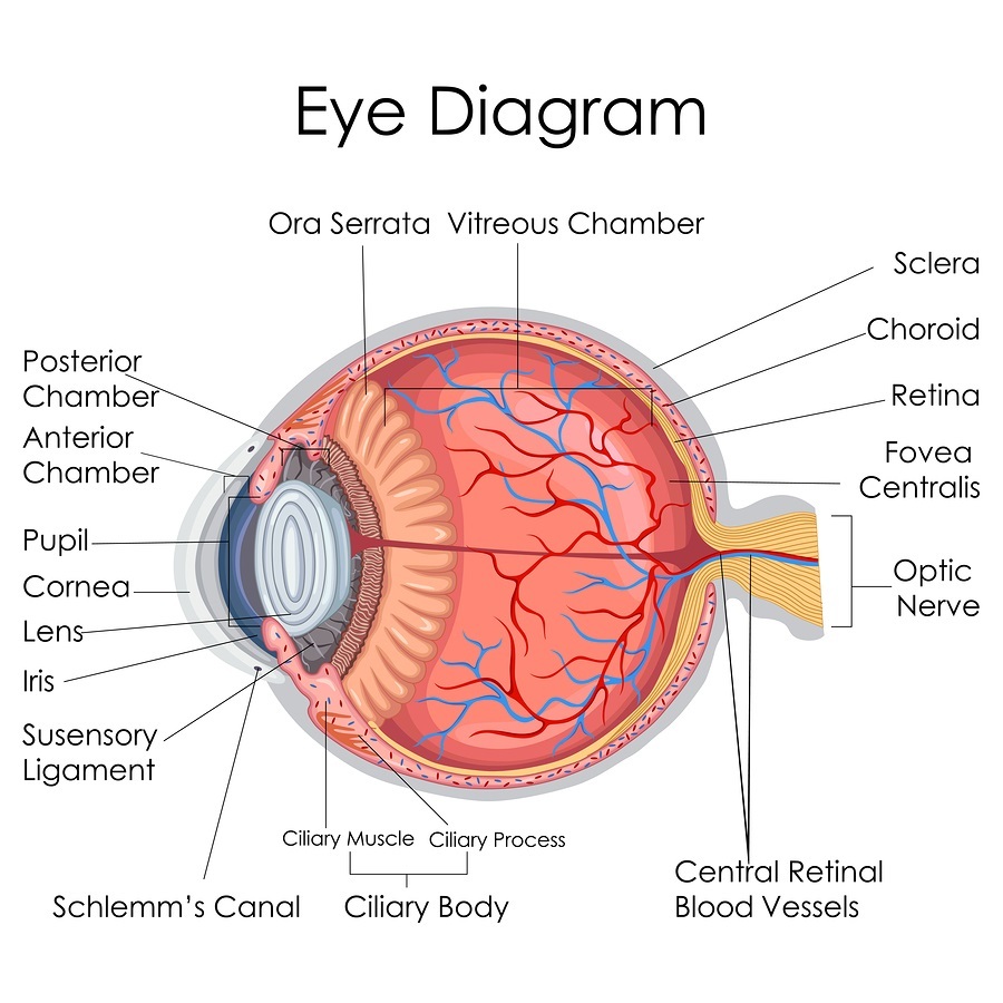 Medical Education Chart of Biology for Human Eye internal Diagram. Vector illustration