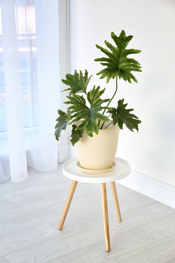 Tropical philodendron with big leaves on table indoors photo