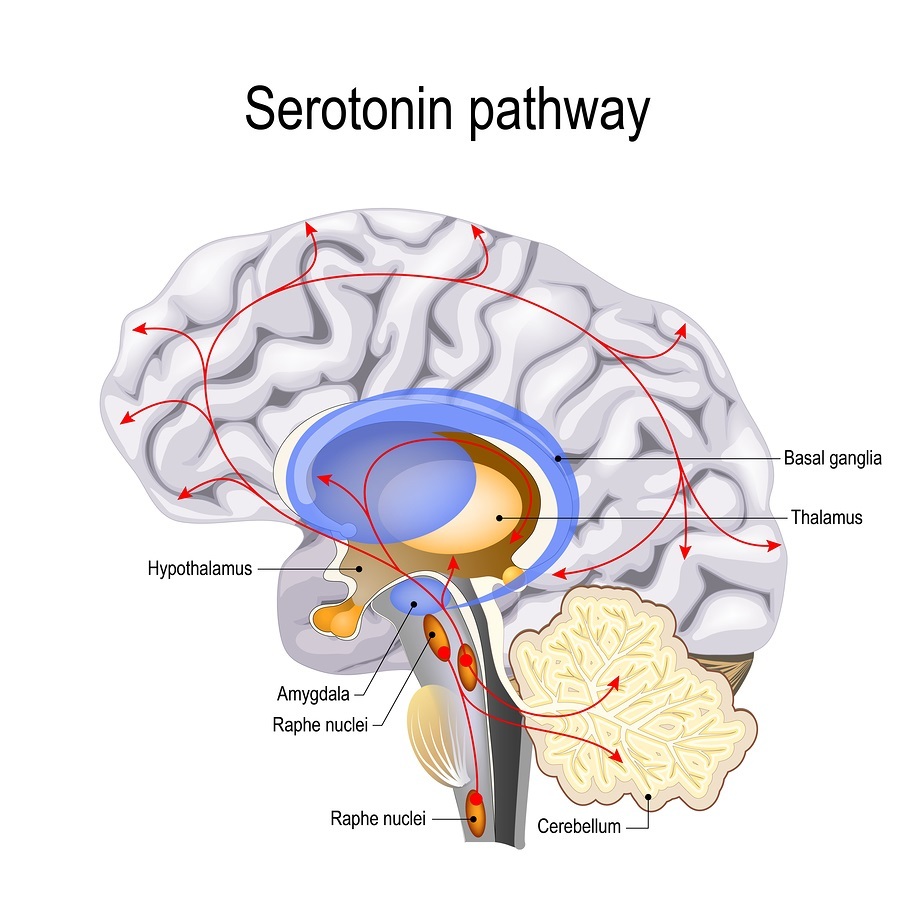 Serotonin Receptor Structure Structure And Function Of Serotonin G 
