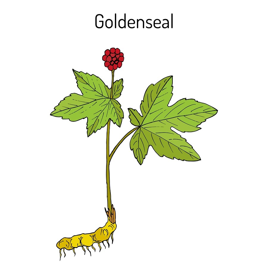 Goldenseal Hydrastis canadensis medicinal plant. Hand drawn botanical vector illustration