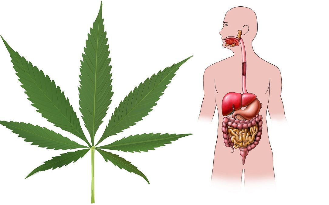 Digital illustration showing the human digestive system with marijuana leaf.