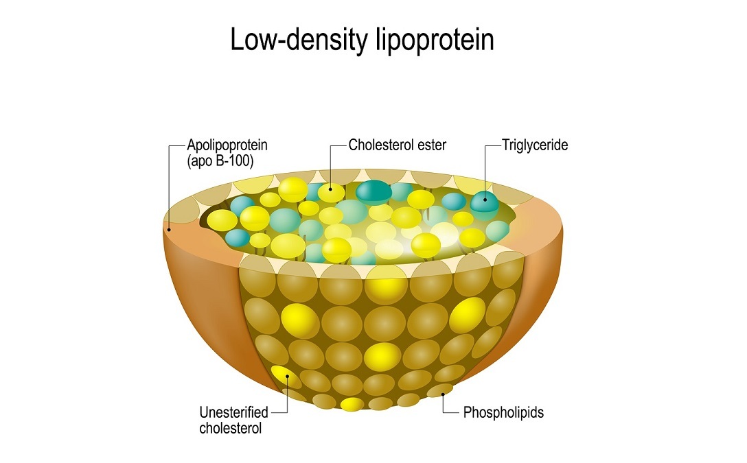 Structure of Low-density lipoprotein (LDL): apolipoprotein (apo B-100)