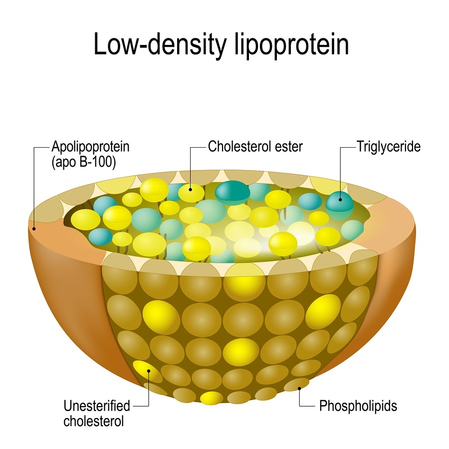 Structure of Low-density lipoprotein (LDL): apolipoprotein (apo B-100), cholesterol ester, triglyceride, unesterified cholesterol, phospholipids image