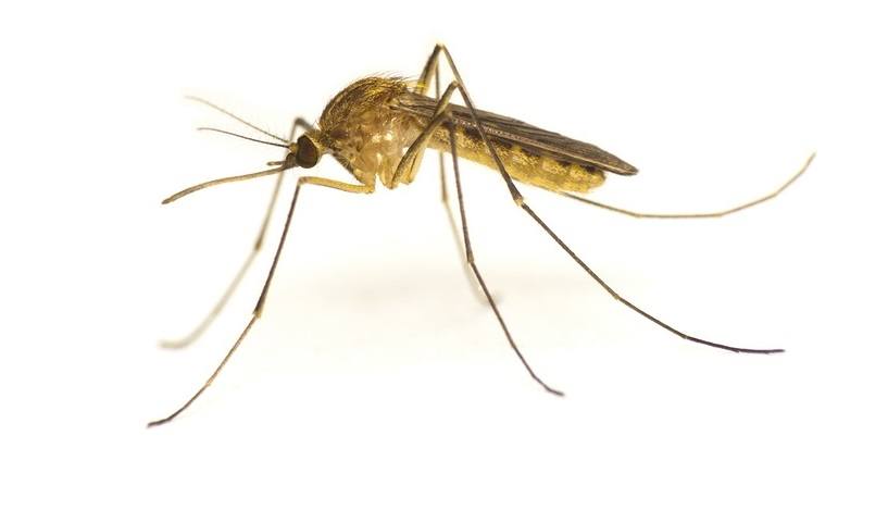 Mosquito isolated on white background-close up shot
